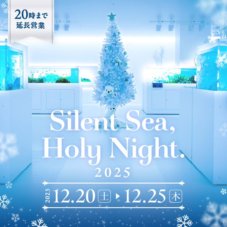 Silent Sea, Holy Night. 2025