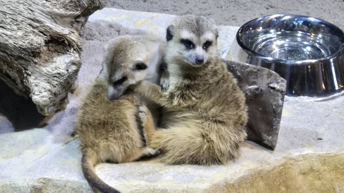 ミーアキャット　4枚 ミーアキャットエサやり体験［イベント情報］／秋吉台自然動物公園