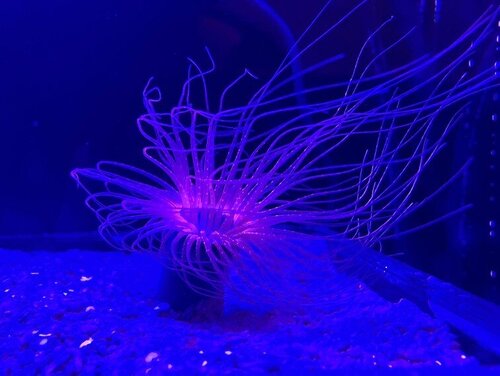 ハナギンチャク (1).jpeg