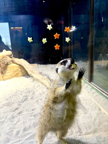 ミーアキャットの画像.jpeg