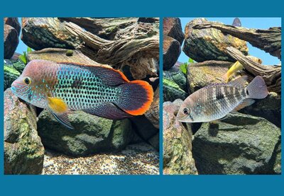 グリーンテラー成魚・幼魚.jpg