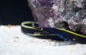 ハナヒゲウツボ.JPG