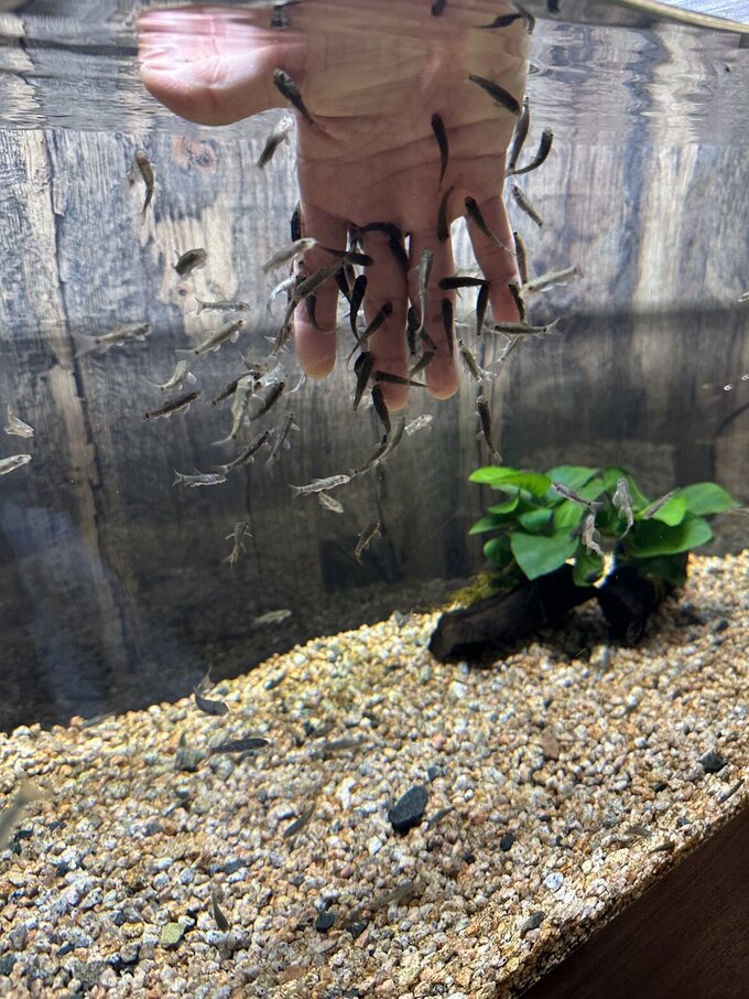 ドクターフィッシュ体験