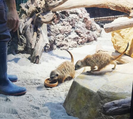 ミーアキャットのお食事ライブ〈はらぺこミーア！〉